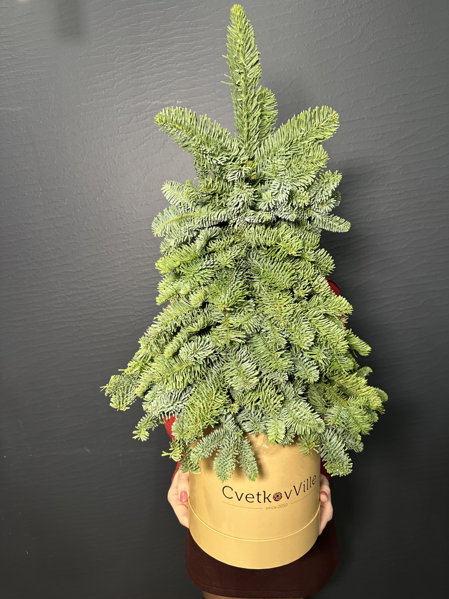 Композиция из Нобилиса Merry Christmas