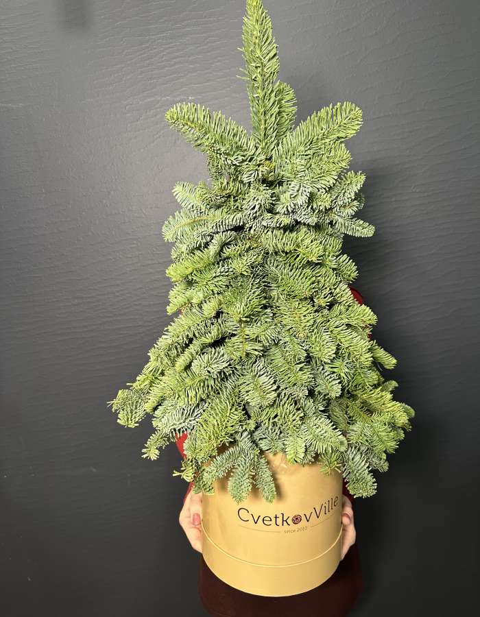Композиция из Нобилиса Merry Christmas
