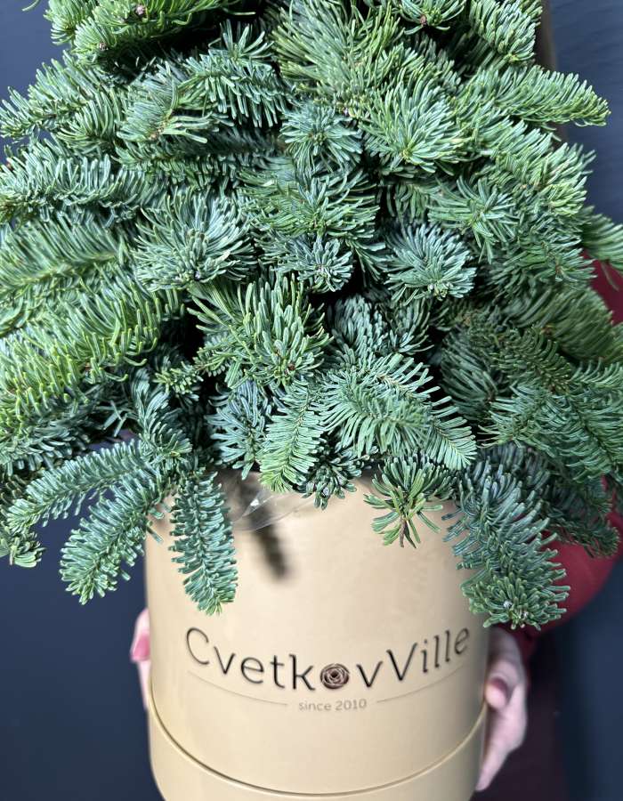 Композиция из Нобилиса Merry Christmas