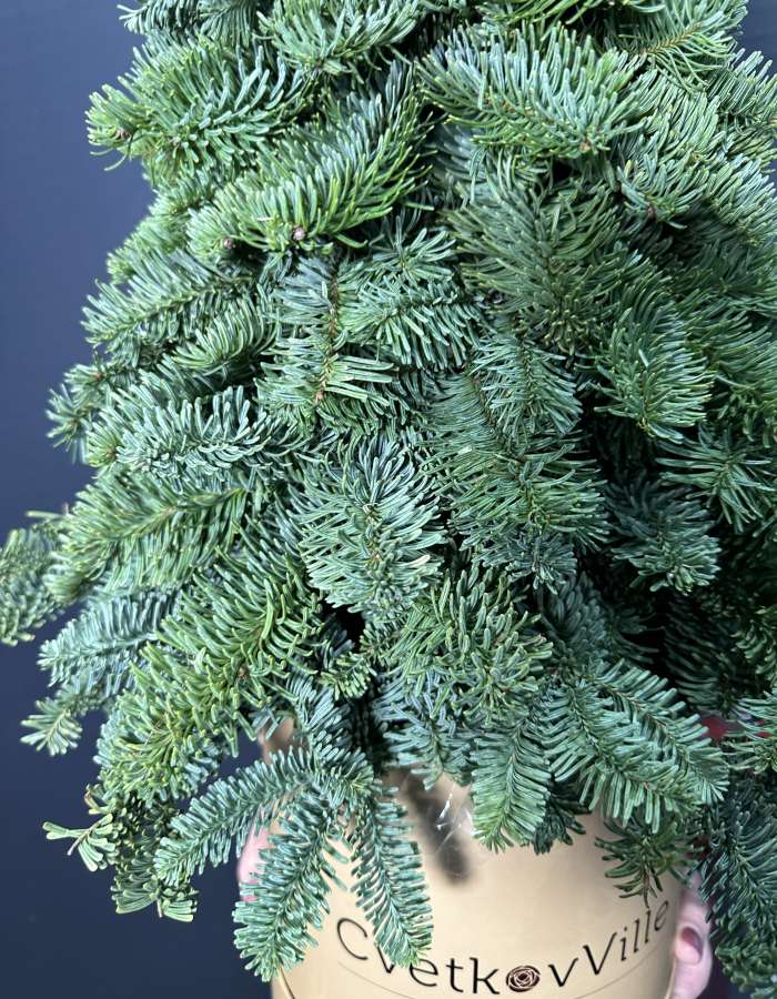 Композиция из Нобилиса Merry Christmas