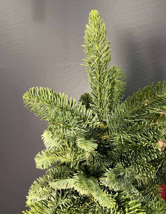 Композиция из Нобилиса Merry Christmas